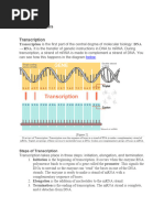 Protein Synthesis