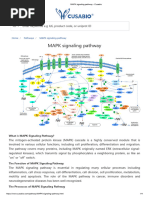 MAPK Signaling Pathway - Cusabio