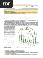 Ciclo de Vida II