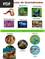 Animales Vertebrados e Invertebrados