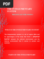 The Integumentary System-3