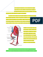 Circulación Antes y Despues Del Nacimiento