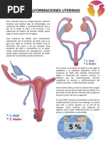 11 - Malformaciones