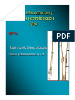 Tema 4 Sistema Osteoarticular y Muscular de La Extremidad Superior e Inferior