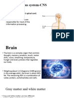 Central Nervous System-CNS and Peripheral Nervous System 2