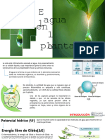 El Agua en La Planta