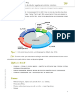 Atividade - Observação de Células em Divisão Mitótica