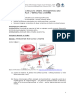 Guia Taller 1 Estructuras Celulares