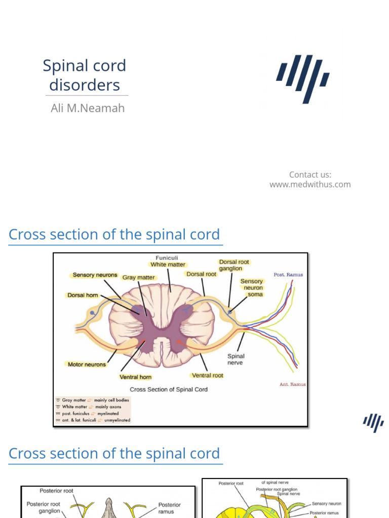 Spinal Cord Disorders | PDF | Vertebral Column | Spinal Cord