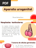 Aparato Urogenital