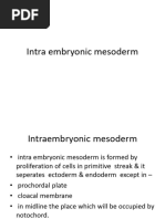 Intra Embryonic Mesoderm