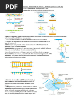 Resumen Del Capitulo 7 de Biologia Molecular