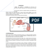 Clase 3 Musculos