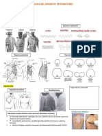 Examen Físico Del Sistema Respiratorio