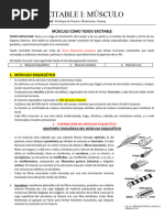 3.1 Excitabilidad - Músculo Esquelético