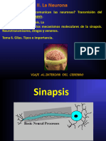 T4,5y6 TRANSMISIÓN, SINAPSIS Y GLIAS