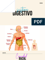 Sistema Digestivo Presentación