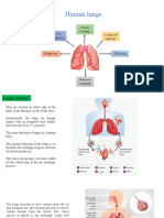 Lungs