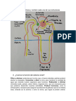 Xenobioticos Sistema Renal