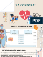 Estructura Corporal