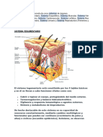 Antologia (Resumen de Los Sistemas Del Cuerpo Humano)