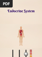 Endocrine-System 20240207 231153 0000