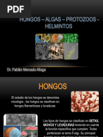 06 Hongos - Algas Protozoos - Helmintos