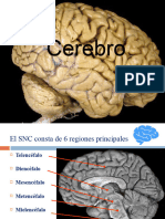 Macroanatomia Telencefalo