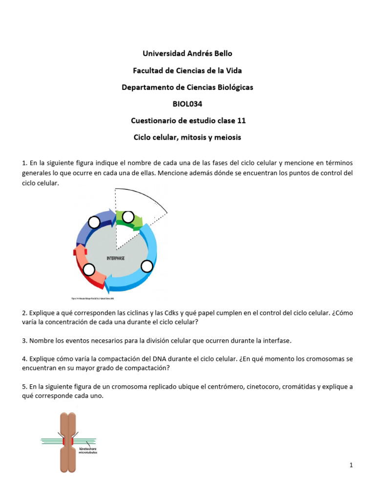 Cuestionario+sesi%C3%B3n+11+Ciclo+celular+mitosis+y+meiosis | PDF ...