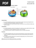 Diferencias Entre La Célula Animal y Vegetal