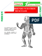 Descubriendo Nuestros Musculos para Primero de Primaria