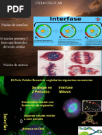 Módulo II B 7 Ciclo Celular y Mitosis