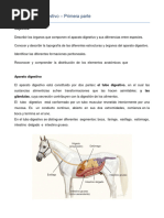 Anatomia Veterinaria Unvm