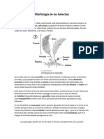 Lab Plantas3-Morfologia de Helechos