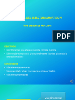 CLASE 22 CONTROL DEL EFECTOR SOMATICOS V. Vias Eferentes