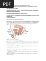 Ejercicios para Los Músculos Del Suelo Pélvico