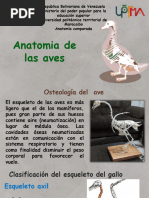 Anatomia Del Ave