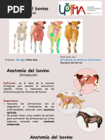 Anatomia Del Bovino