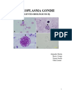 Toxoplasma Gondii Final 2