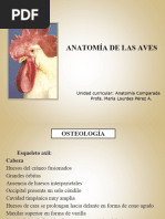 Anatomia de Las Aves.