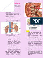 Vascularização Dos Rins e Do Sistema Respiratório