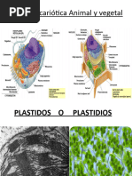 9 Plastidos Ev