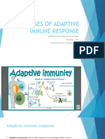 Phases of Adaptive Immune Response