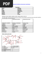 Anatomia y Fisiologia de Cerdos