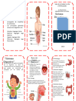 Triptico Sistema Digestivo