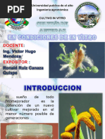 Cultivo in Vitro Anteras