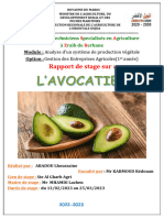 Rapport Avocatier - Abadou - Région Du Gharb - Maroc