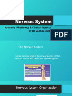 Nervous System