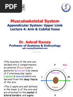 Musculosk UL4 Muscles 2