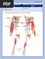 MUSCULOS DE LAS EXTREMIDADES SUPERIORES Actividad